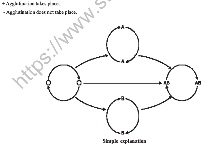 NEET Biology Heredity And Variation MCQs Set B, Multiple Choice Questions